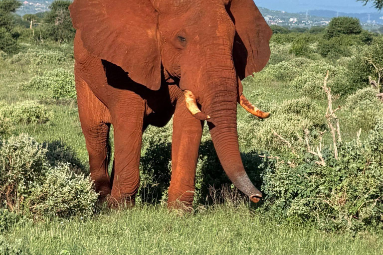 2-Day Tsavo East & Salt Lick Safari–Red Elephants & Treetop