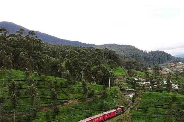 Kandy: Nuwara Eliya, Ambewela Drop Tour & Ella Train journey Kandy: Nuwara Eliya, Ambewela Drop Tour by car or van
