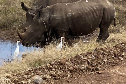 Nairobi National Park: Early Morning or afternoon adventure Early morning game drive in a Landcruiser JEEP