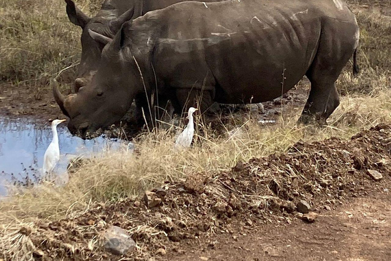 Nairobi National Park: Early Morning or afternoon adventure Early morning game drive in a Landcruiser JEEP