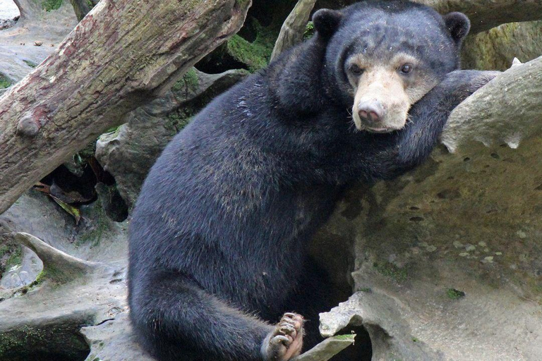 Ganztagestour in Sepilok Orang-Utan, Sonnenbär &amp; Stadtführung Sandakan(Private Tour) Sepilok Orang-Utan, Sonnenbär &amp; Stadtführung