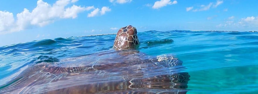 Akumal : nagez avec les tortues marines et les récifs coralliens.