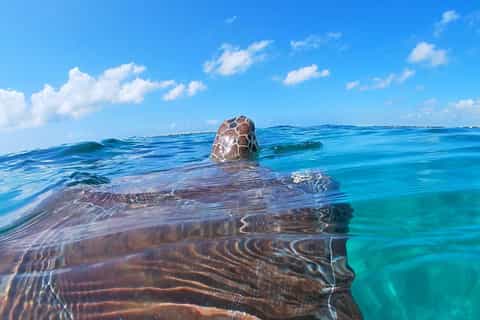 メキシコ民族スウェードボア ポサダ カラベラ がいこつ アート - メキシコザッカトメキシコの民芸店