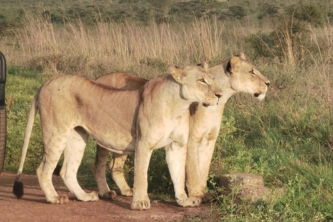 Nairobi National Park Guided Game Drive