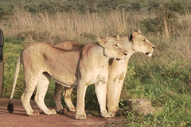 Nairobi National Park Guided Game Drive