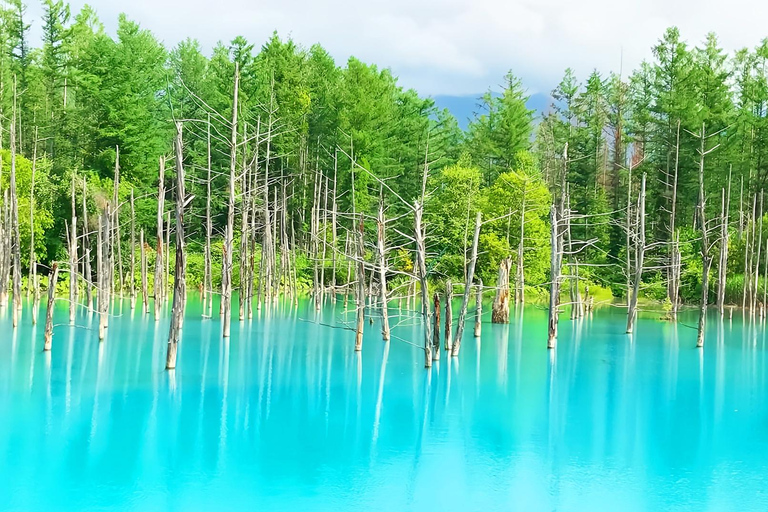 Hokkaido Summer Day Trip: Patchwork Road&Shikisai no Okas Depart from Sapporo Tokyu REI Hotel (without lunch)