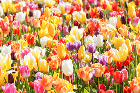 Keukenhof Entry Ticket and Canal Cruise (no transfer) Keukenhof Entry Ticket + Amsterdam City Center Canal Cruise