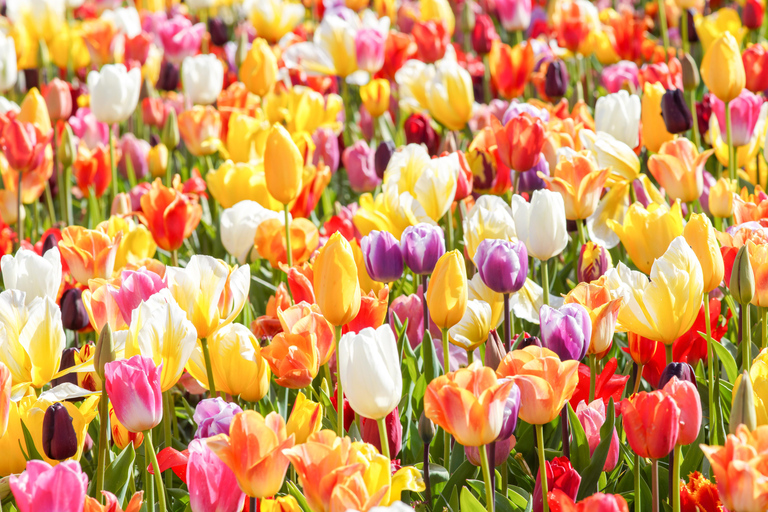 Keukenhof Entry Ticket and Canal Cruise (no transfer) Keukenhof Entry Ticket + Amsterdam City Center Canal Cruise