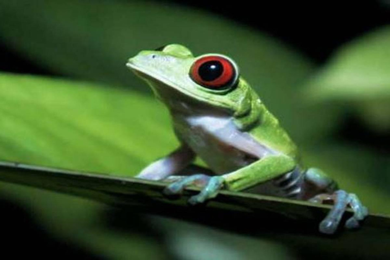 De Iquitos | Excursão - Nascer do sol e avistamento em 5 dias