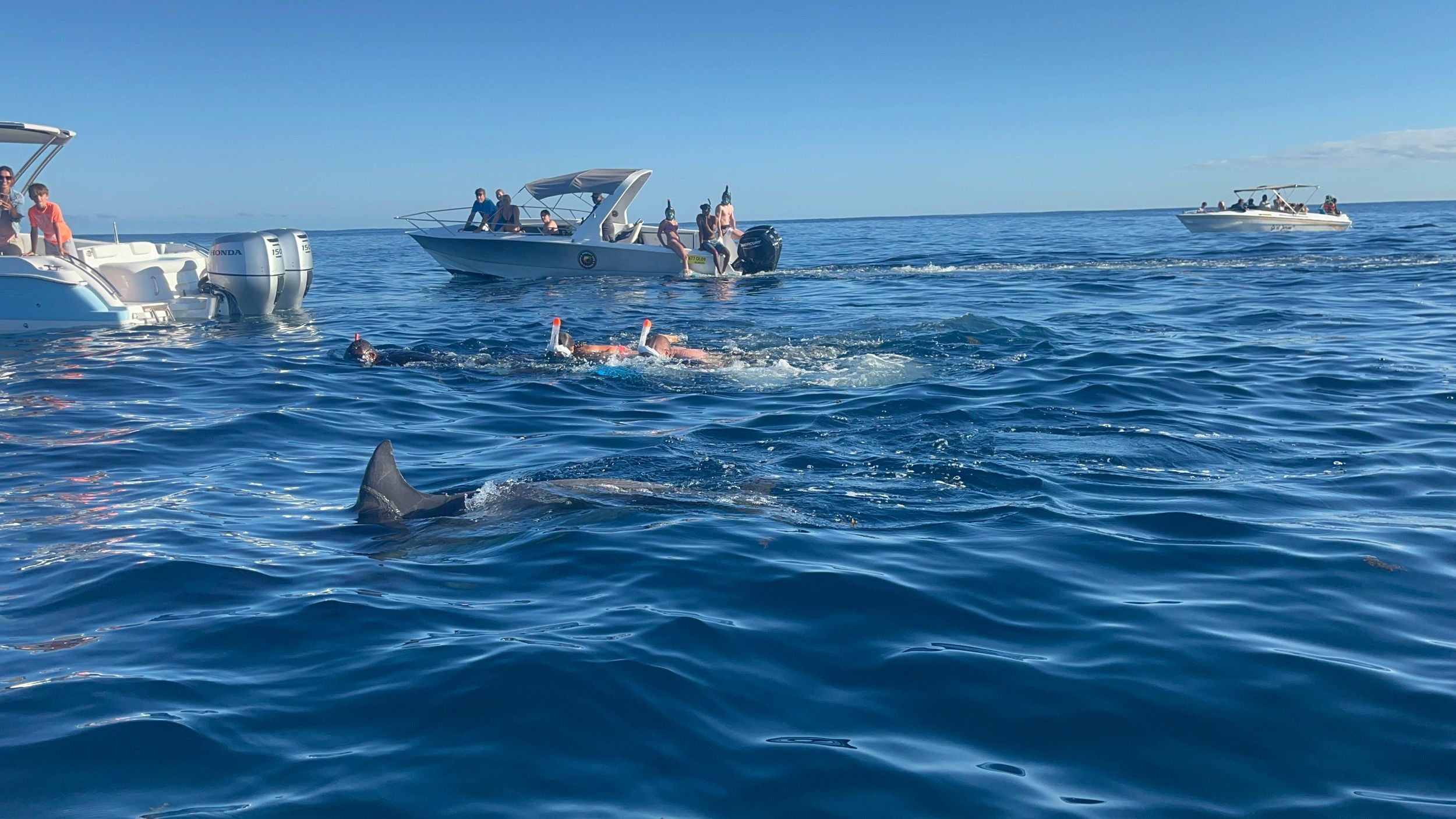 Mauritius: Schwimmen mit Delfinen, Crystal Rock & Mittagessen
