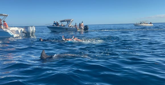 Mauritius: Swim with Dolphins, Crystal Rock & Lunch