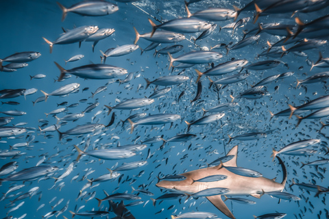 Oahu: Cage-Free Shark Diving Adventure Oahu: Cage-Free Shark Diving Adventure with Photos