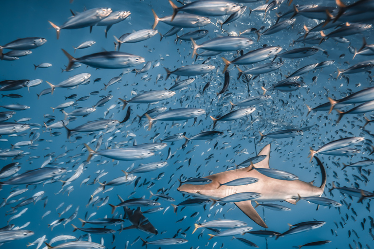 Oahu: Cage-Free Shark Diving Adventure Oahu: Cage-Free Shark Diving Adventure with Photos