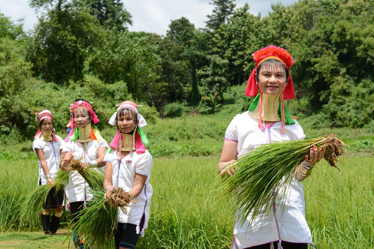 Chiang Mai : Le village de Long Neck et les temples emblématiques de Chiang Rai