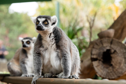 Zoológico de Adelaide: Ingressos gerais