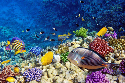 Schildpaddensnorkelen, heldere kajak, kookles met lunch