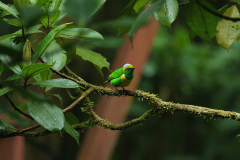 Walk on the hanging bridges of Selvatura Park Hike on the hanging bridges of Selvatura Park