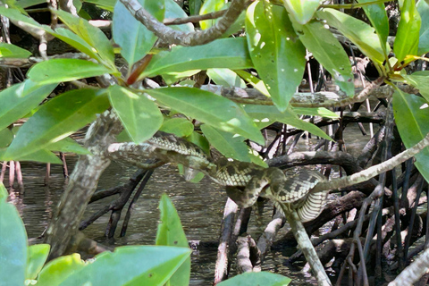 Langkawi: Kilim Geoforest Mangrove Tour with Fishing Trip Mangrove tour & Fishing 1-9 person