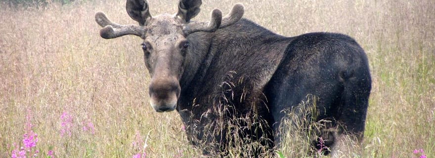 Bodø : safari à la recherche d'élans dans le nord de la Norvège