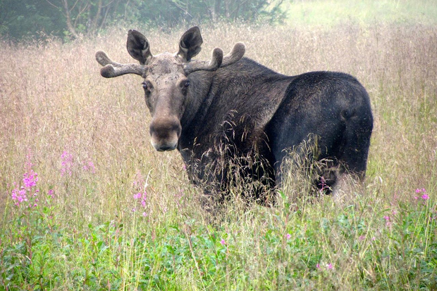 Bodø: safari all'alce nella Norvegia settentrionale