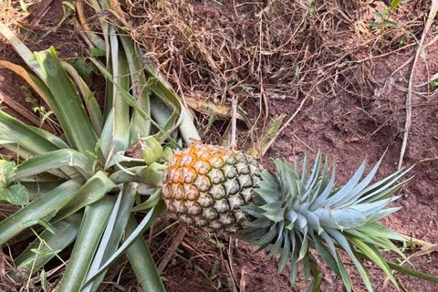 Zanzibar: Jozani Forest, Spice Farm and Stone Town City Tour Private tour no hotel pick-up and drop-off included