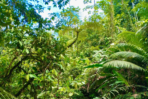 From Cali to the rainforest: Discover San Cipriano – 2-day adventure tour From Cali to the rainforest: Discover San Cipriano – 2-day adventure trip