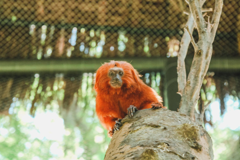 Rio de Janeiro: BioParque Guidad tur med transfer