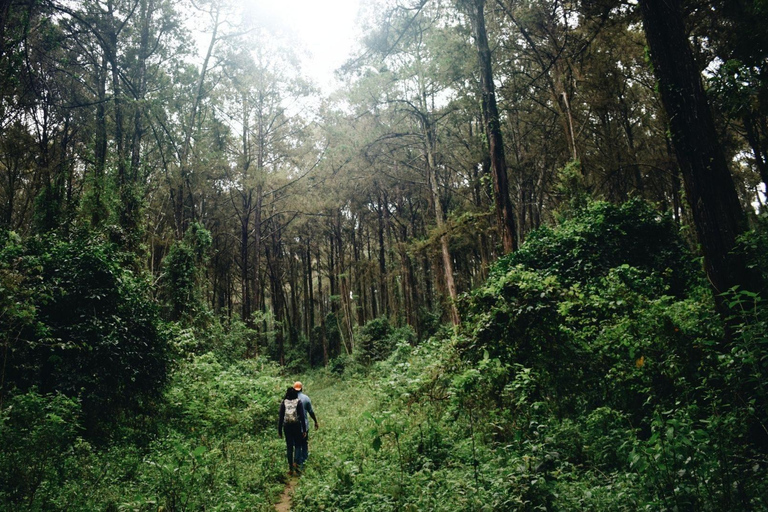 Nairobi: Viagem de 1 dia à Floresta de Kereita com Zip Lining