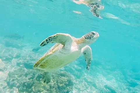 Daymaniyat Snorkeling with Photography & Onboard Ambience