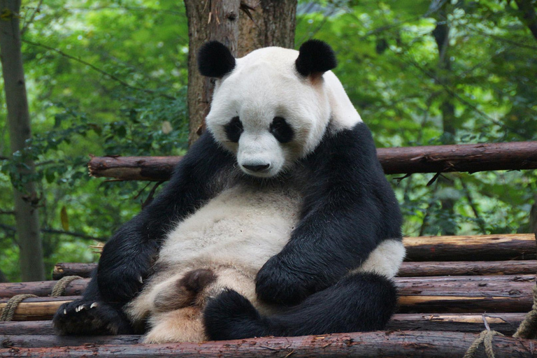 成都熊猫基地和乐山大佛之旅