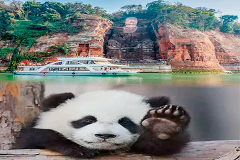 Chengdu panda & Leshan Buddha One Day Private Tour