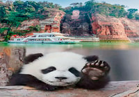 Chengdu panda & Leshan Buddha Tour privato di un giorno - Hizvo