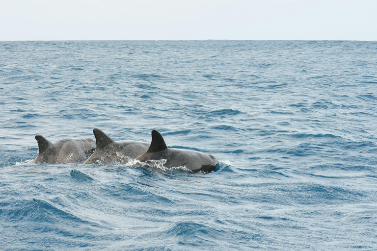 Tarrafal: Boat Trip with Snorkeling