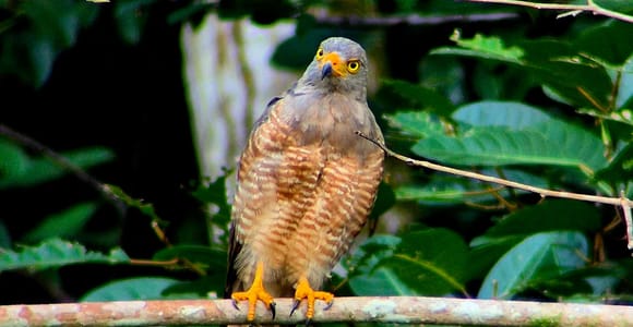 Native Combo / Mangrove and National Park with Native Guides