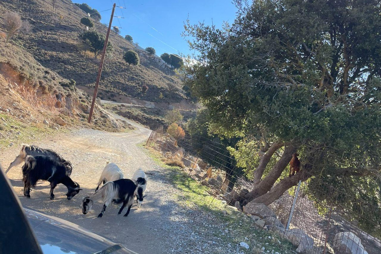 Crète : Safari en Jeep avec déjeuner, boissons et transfertSafari en jeep semi-privé avec déjeuner, boissons et transfert