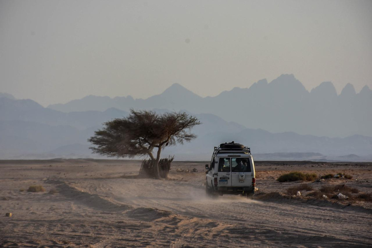 Hurghada: Fyrhjuling, buggy, jeepsafari, kamelridning och middagupphämtning från hotell i hurghada