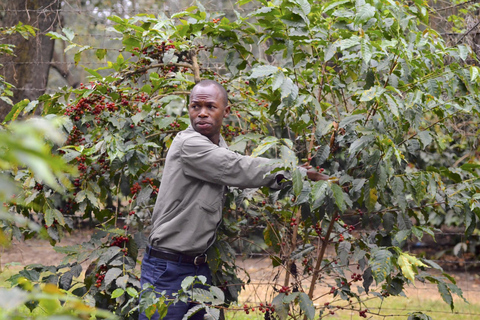 Arusha: Coffee Lodge Guided Tour with Coffee Tasting