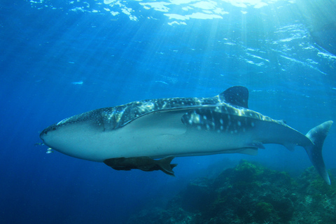 Cancun: Whake Shark Sightseeing, visit Isla Mujeres & Contoy