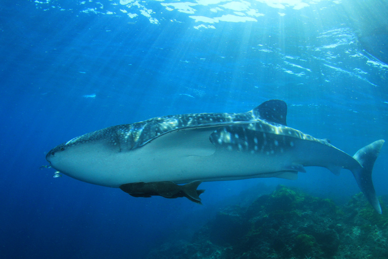 Cancun: Whake Shark Sightseeing, visit Isla Mujeres & Contoy