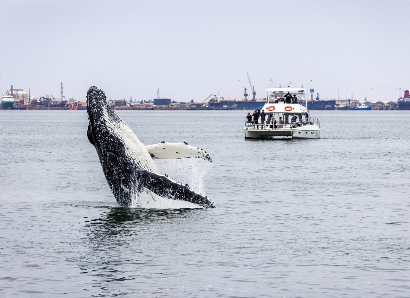Walvis Bay: Marine Big 5 luksus katamaran tur