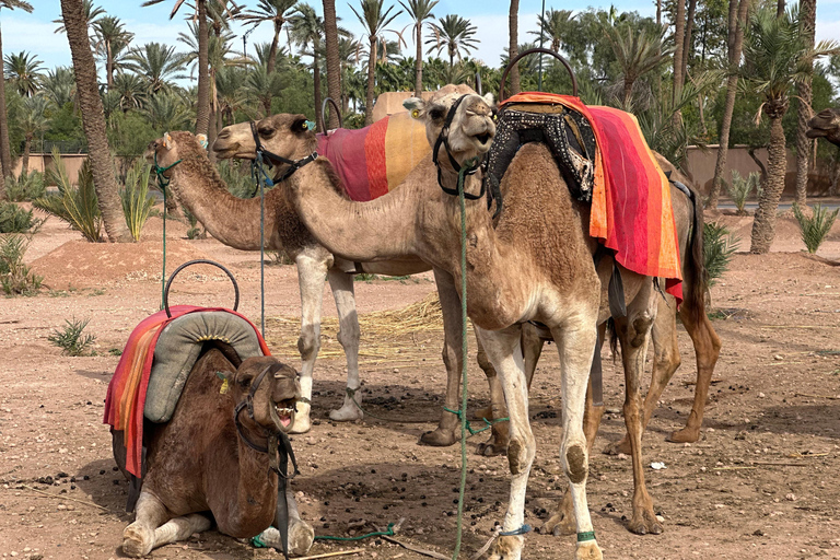 Camel Ride Adventure Through Marrakech’s Desert Villages
