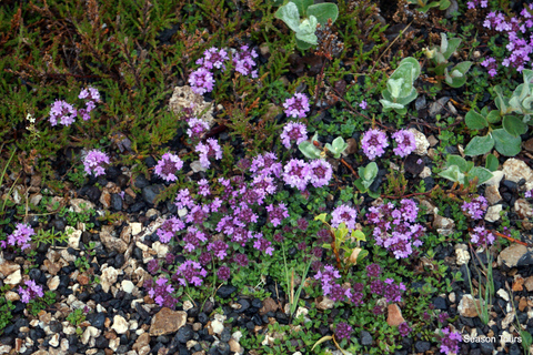 Day tour from, Reykjavik, KEF, Hveragerði, Selfoss or Hella