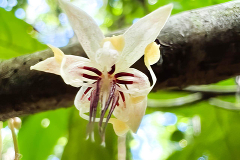 瀑布、巧克力之旅、雨林、皇家历史遗迹瀑布之旅、巧克力之旅、热带雨林、皇家历史之旅