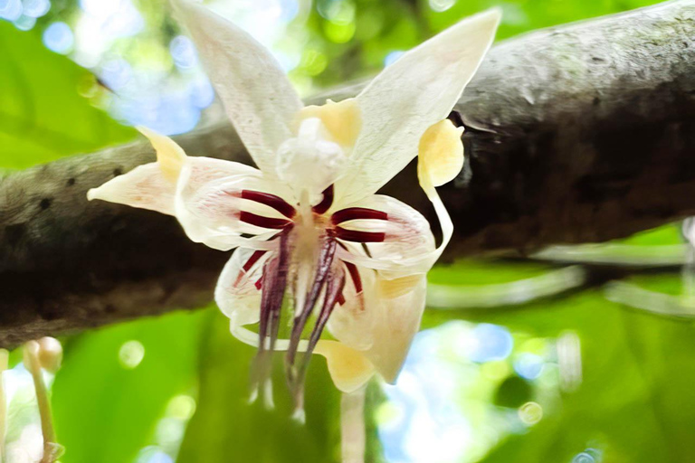 瀑布、巧克力之旅、雨林、皇家历史遗迹瀑布之旅、巧克力之旅、热带雨林、皇家历史之旅