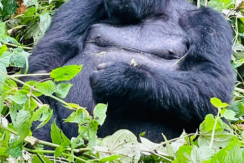 1 Day Gorilla Tour in Bwindi from Kigali