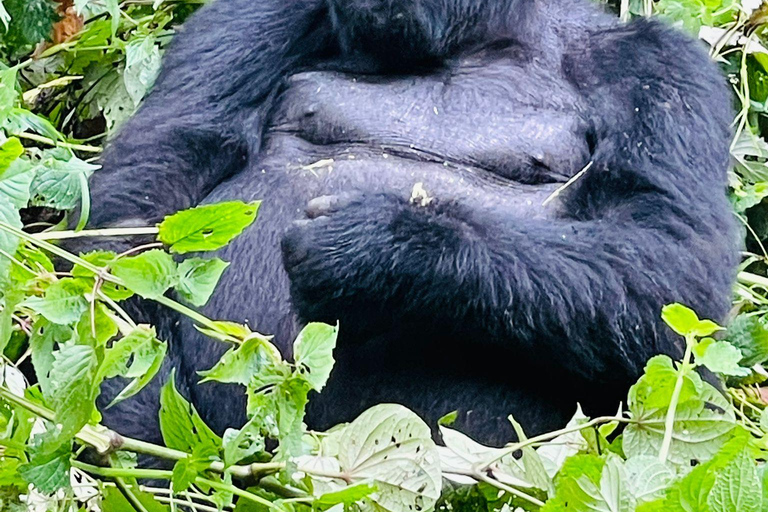 1 journée de visite à Bwindi pour les gorilles au départ de Kigali