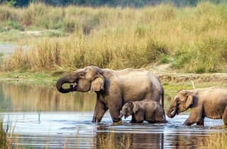 2 Nächte 3 Tage Chitwan Nationalpark/von Kathmandu/Pokhra