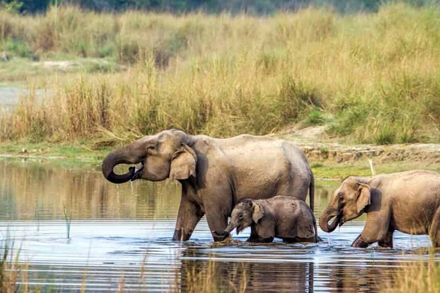 2 Nächte 3 Tage Chitwan Nationalpark/von Kathmandu/Pokhra. Foto: GetYourGuide 2 Nächte 3 Tage Chitwan Nationalpark/von Kathmandu/Pokhra. Foto: GetYourGuide