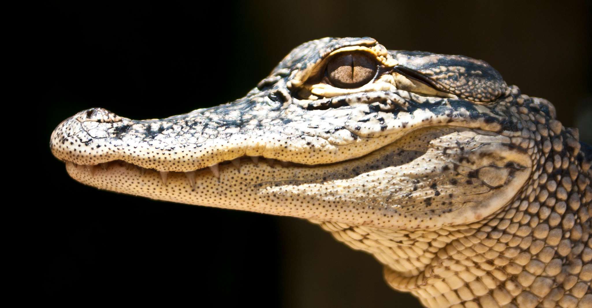 Miami: Everglades Airboat, Wildlife Exhibit & Roundtrip Bus photo 17