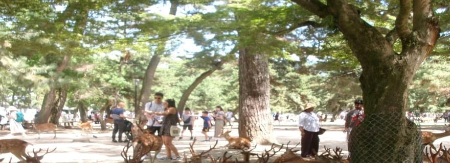Shizuoka : excursion privée guidée à Nara avec flexibilité…